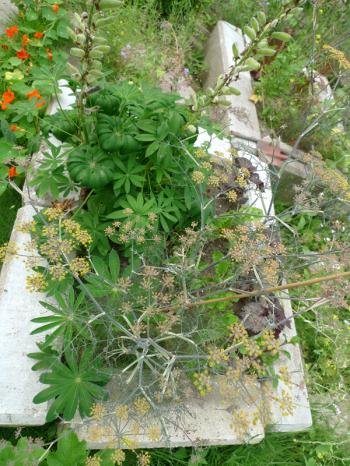 Slim Pickins fennel / lupine bed, Debra Solomon / culiblog.org