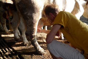 Hans Wilschut melkt een koe, Debra Solomon, culiblog.org