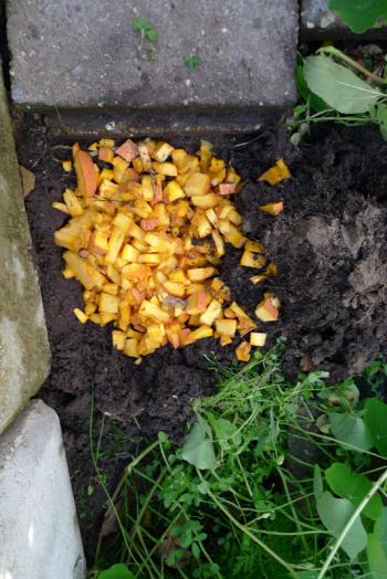 Gifted jack o' lantern is composted into the increasingly fertile soil of the Slim Pickins kitchen garden, Debra Solomon, culiblog.org