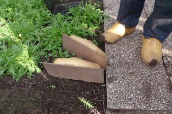 Farmer Bijma in Amsterdam Osdorp uses special stamping clogs to tamp the earth in his rucola/rocket patch. Debra Solomon, culiblog.org