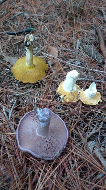 Blewit/clitocybe nuda,, bolete/suillus luteus and unkonwn mushrooms growing in Northern California, December 2009 - Jan 2010, Debra Solomon, culiblog.org 