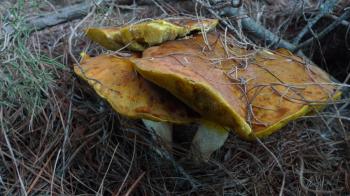 Bolete/suillus luteus growing in juniper undergrowth, Northern California, December 2009 - Jan 2010, Debra Solomon, culiblog.org 