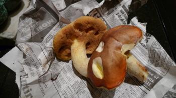 Homegrown suillus luteus/bolete growing in Northern California, December 2009 - Jan 2010, Debra Solomon, culiblog.org 