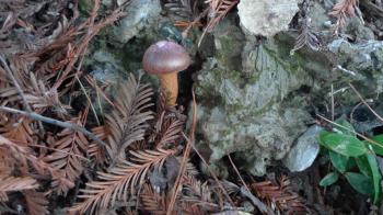 Pine spike/chroogomphus vinicolor growing under redwoods in clay ground, Northern California, December 2009 - Jan 2010, Debra Solomon, culiblog.org 