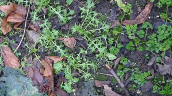 Slim Pickins, Jan 2010, frost hardy salad greens mizuna and parsley, Debra Solomon, culiblog.org