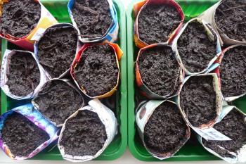 Seedling pots made with paper from junk mail, Debra Solomon, culiblog.org