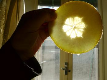Slice of citron, held up against the Sicilian light, dripping with juice, Debra Solomon, culiblog.org