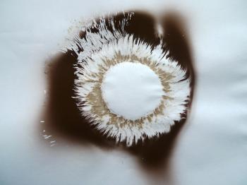 Spore print of a not yet defined edible agaricus variety. Debra Solomon, culilblog.org 