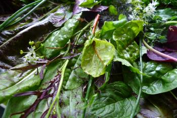 Permaculture salad, Debra Solomon, culiblog.org, urbaniahoeve.nl