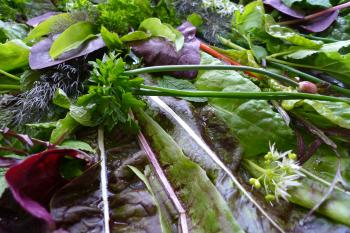 permaculture salad, Debra Solomon, culiblog.org, urbaniahoeve.nl