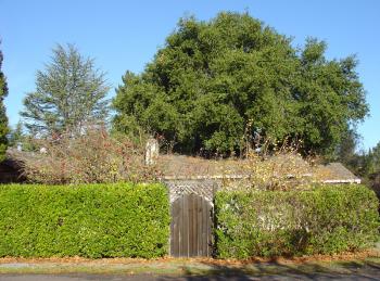 red apples, yellow apples going to waste in a California front yard