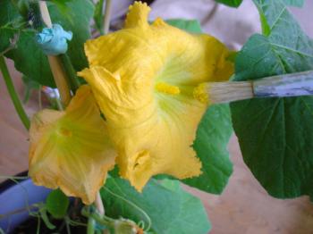 Hand pollinating butternut squash growing indoors