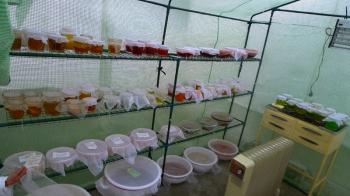 Michel Blazy's Jus de Nympheas at the EntrepÃ´ts Bellevue - Greenhouse, Saint-Ã?tienne, Debra Solomon, culiblog.org