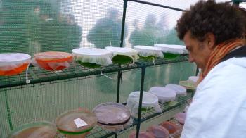 Michel Blazy's Jus de Nympheas at the EntrepÃ´ts Bellevue - Greenhouse, Saint-Ã?tienne, Debra Solomon, culiblog.org