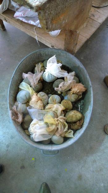 Michel Blazy's Jus de Nympheas at the EntrepÃ´ts Bellevue - Greenhouse, Saint-Ã?tienne, Debra Solomon, culiblog.org