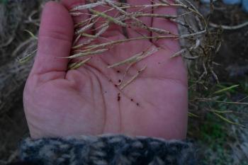 Purple mustard seed harvesting, Debra Solomon, culiblog.org